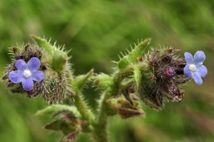 Bugloss