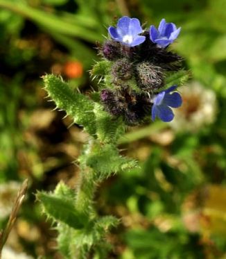 Bugloss