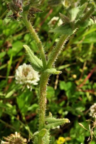 Bugloss