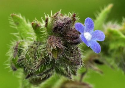 Bugloss