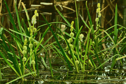 Bur-reed, Unbranched