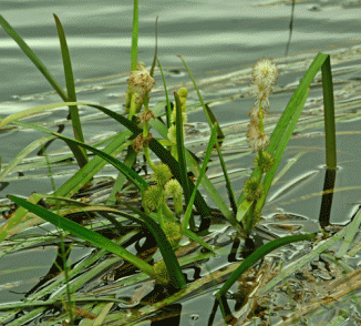 Bur-reed, Unbranched
