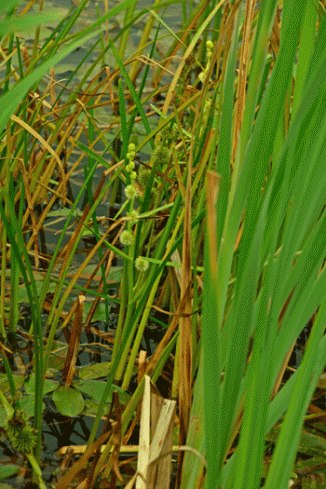 Bur-reed, Unbranched