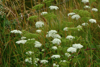 Irish Wildflowers Burnet-saxifrage, Greater