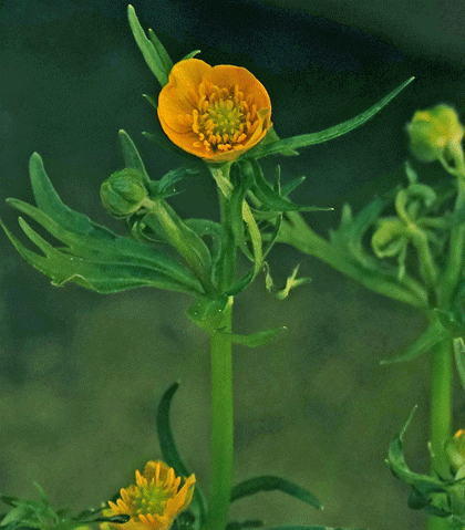 Buttercup, Goldilocks