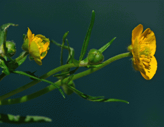 Buttercup, Goldilocks