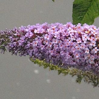 Butterfly-bush