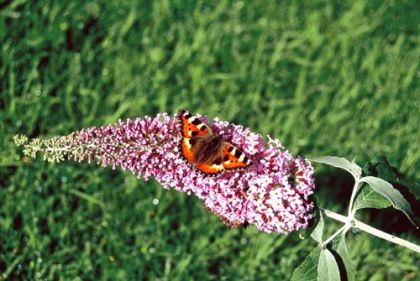 Butterfly-bush