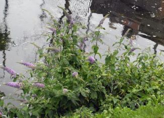 Butterfly-bush
