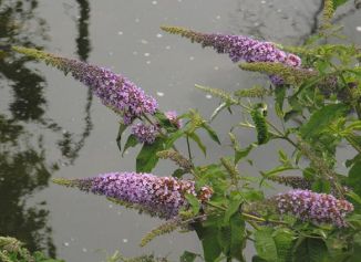 Butterfly-bush