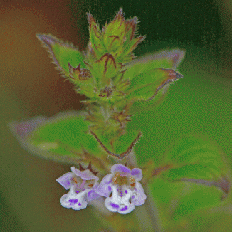 Calamint, Common