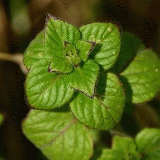 Calamint, Common