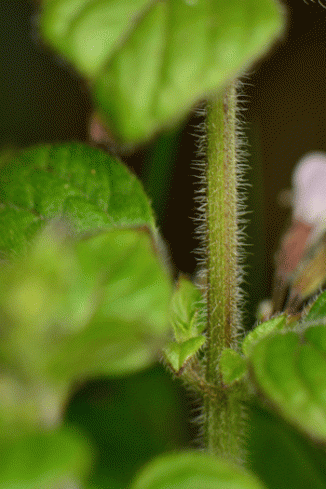Calamint, Common