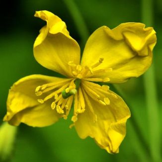 Celandine, Greater