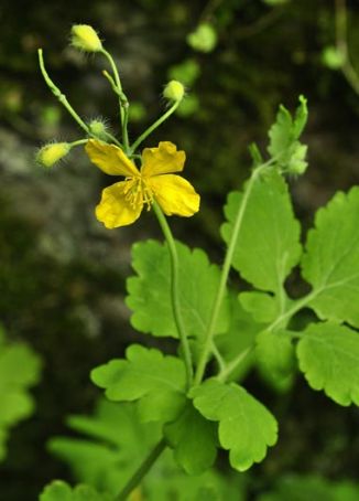 Celandine, Greater