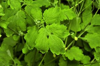 Celandine, Greater