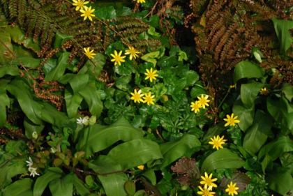 Celandine, Lesser