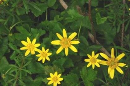 Celandine, Lesser