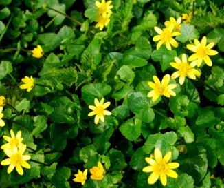 Celandine, Lesser