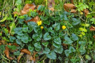 Celandine, Lesser