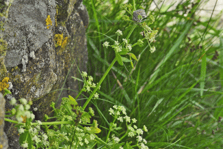 Celery, Wild