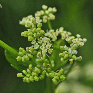 Celery, Wild