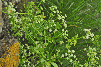 Celery, Wild