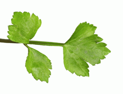 Celery, Wild