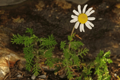 Chamomile