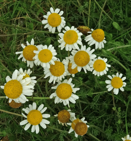 Chamomile