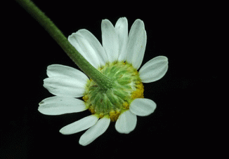 Chamomile
