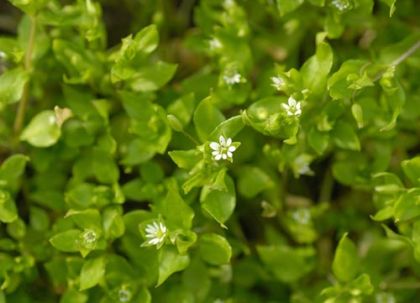 Chickweed, Common