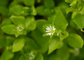 Chickweed, Common