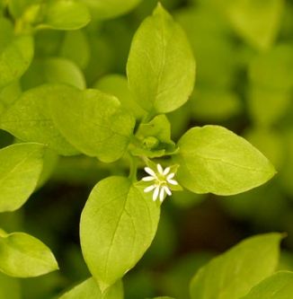 Chickweed, Common