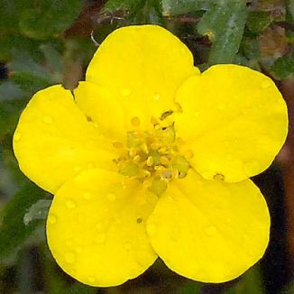 Cinquefoil, Shrubby