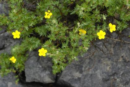 Cinquefoil, Shrubby