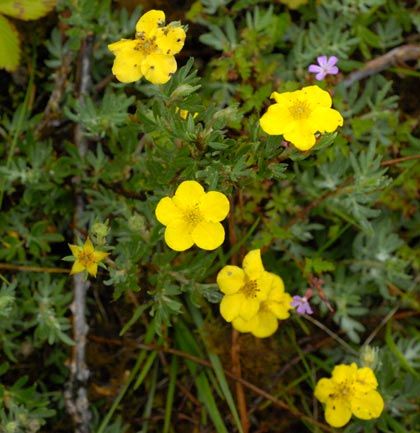 Cinquefoil, Shrubby