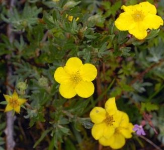 Cinquefoil, Shrubby