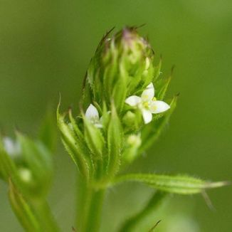 Cleavers