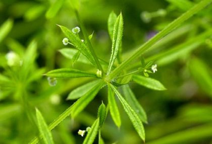 Cleavers