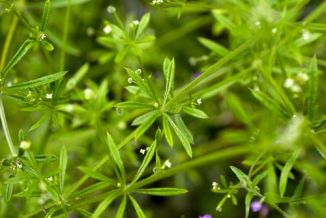 Cleavers
