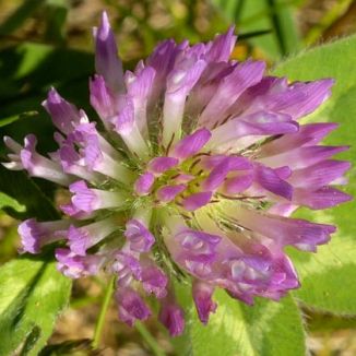 Clover, Red