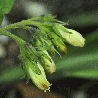 Comfrey, Tuberous