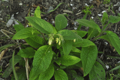 Comfrey, Tuberous