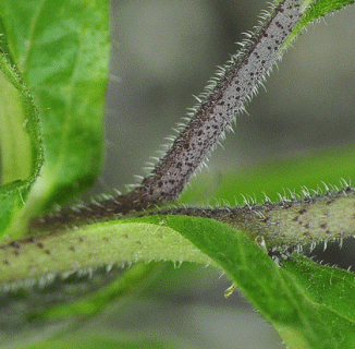 Comfrey, Tuberous