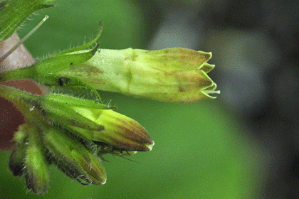 Comfrey, Tuberous