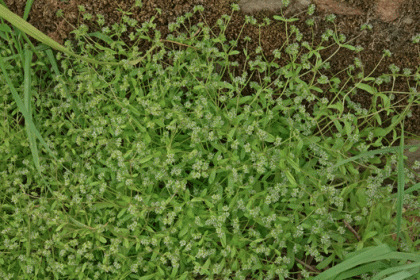 Cornsalad, Common