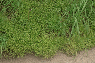 Cornsalad, Common