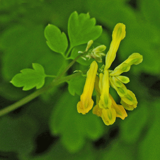Corydalis, Yellow