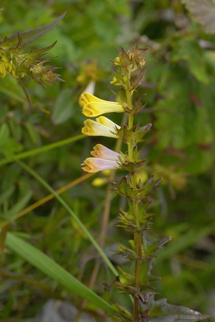 Cow-wheat, Common